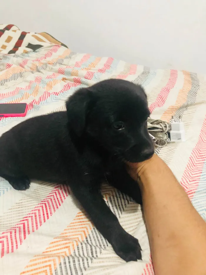 Cachorro ra a SRD-ViraLata idade Abaixo de 2 meses nome Trevinha 