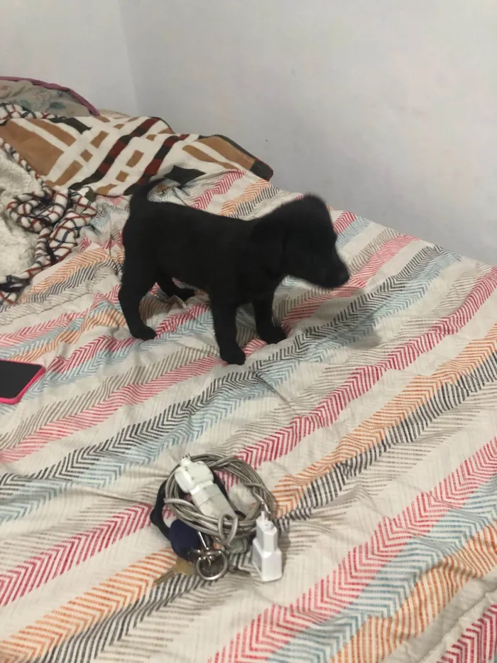 Cachorro ra a SRD-ViraLata idade Abaixo de 2 meses nome Trevinha 