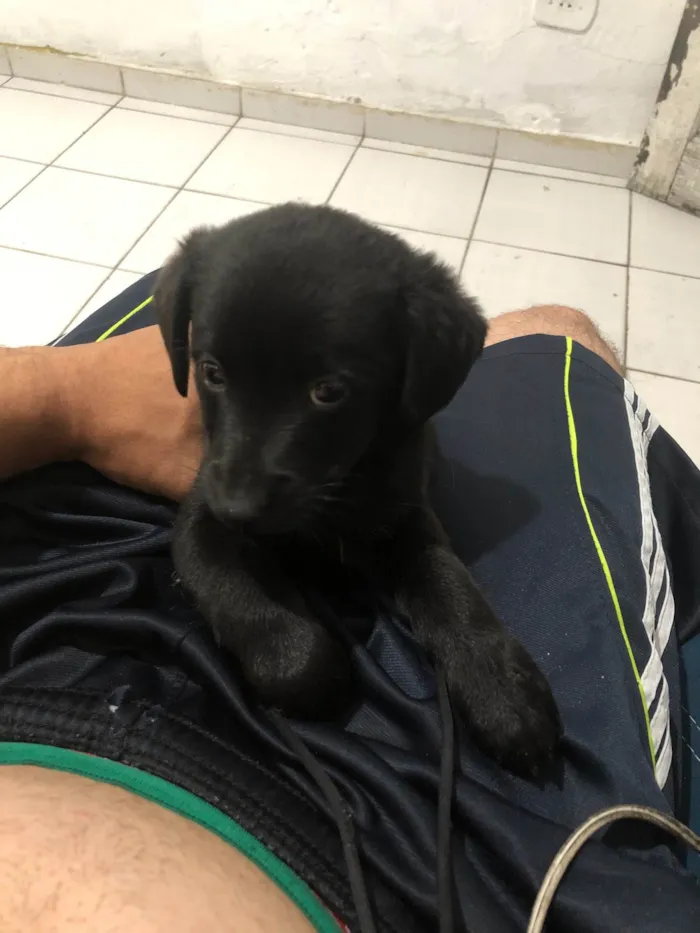 Cachorro ra a SRD-ViraLata idade Abaixo de 2 meses nome Trevinha 