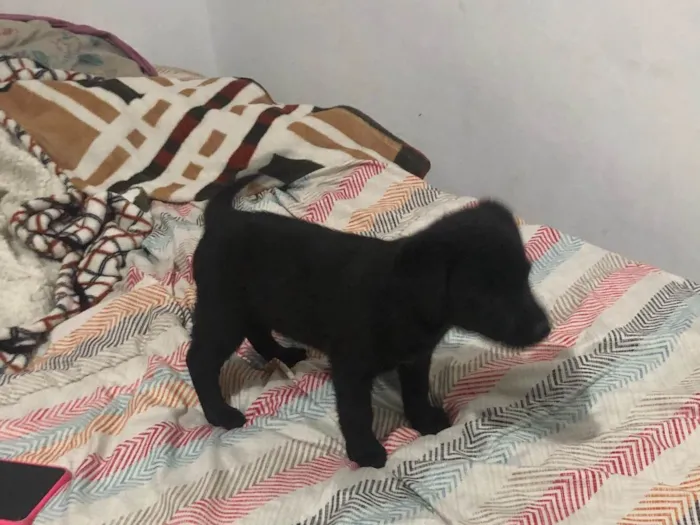 Cachorro ra a SRD-ViraLata idade Abaixo de 2 meses nome Trevinha 