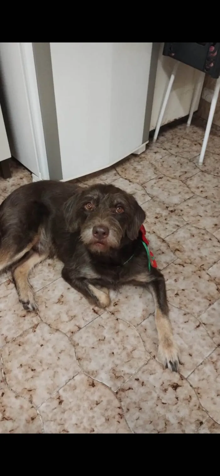 Cachorro ra a Indefinida  idade 6 ou mais anos nome Chico 