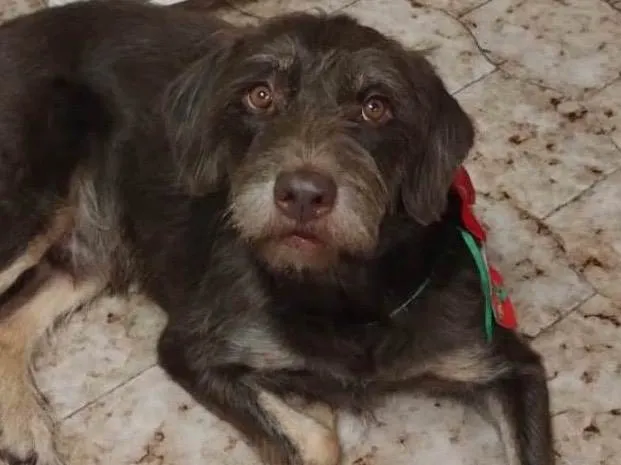 Cachorro ra a Indefinida  idade 6 ou mais anos nome Chico 