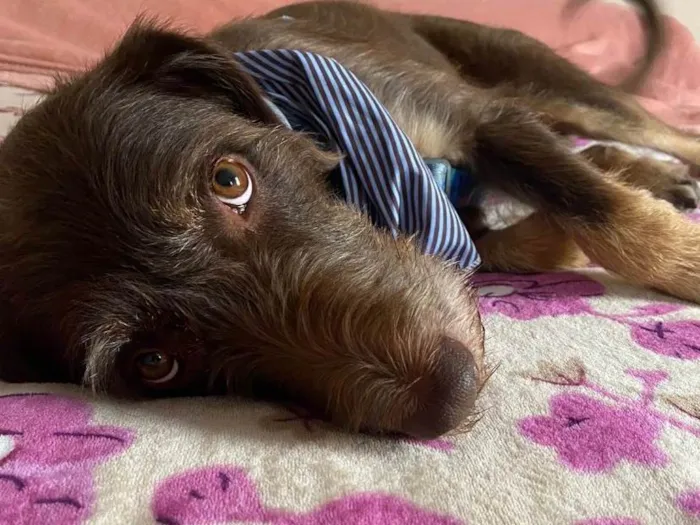 Cachorro ra a Indefinida  idade 6 ou mais anos nome Chico 