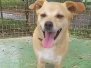 Cachorro raça Indefinida  idade 5 anos nome Lucas 