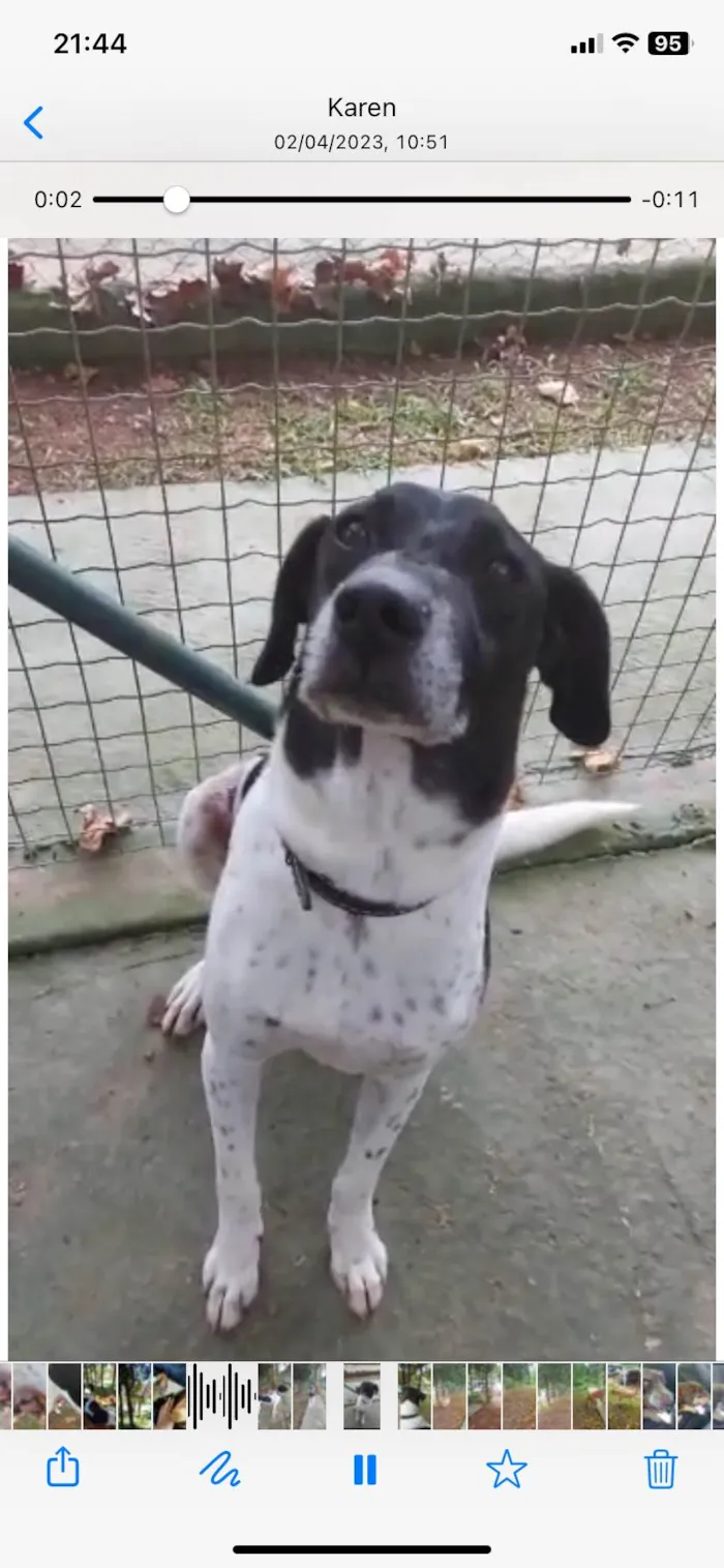 Cachorro ra a Indefinida  idade 6 ou mais anos nome Bob