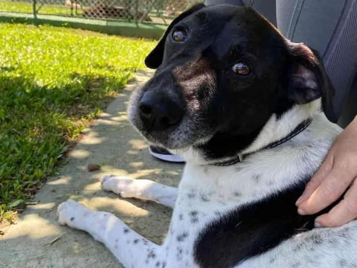 Cachorro ra a Indefinida  idade 6 ou mais anos nome Bob