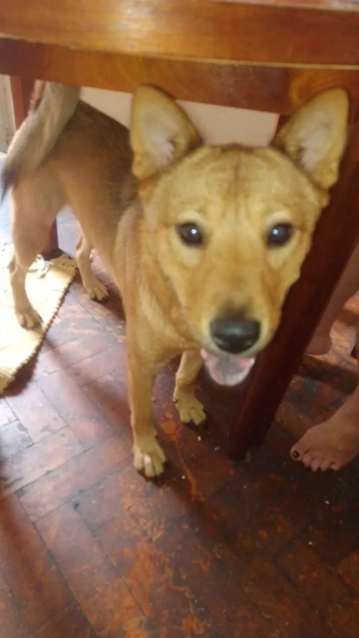 Cachorro ra a Akita Inu idade 2 anos nome Kadu