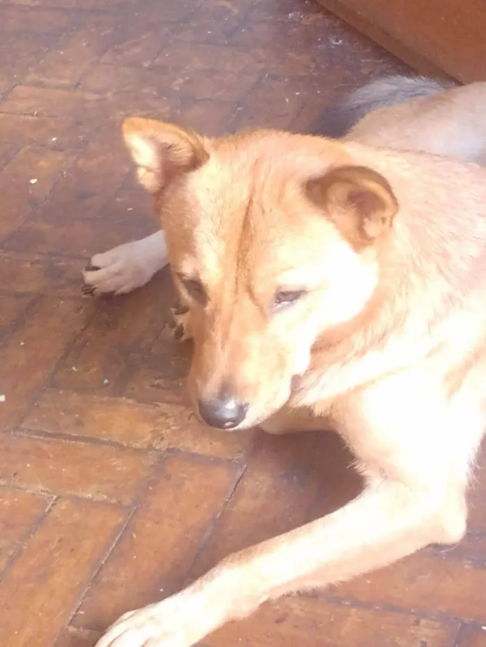 Cachorro ra a Akita Inu idade 2 anos nome Kadu