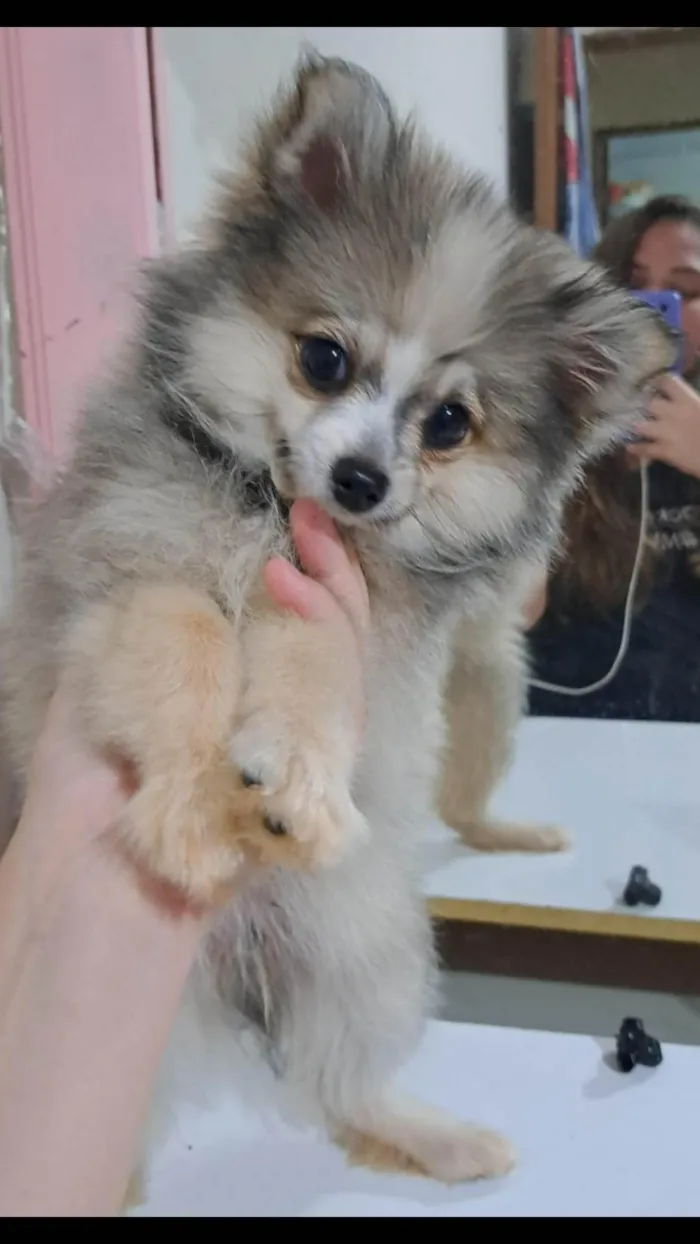 Cachorro ra a spitz idade 2 a 6 meses nome piter