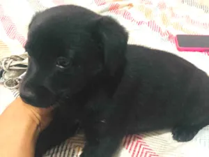 Cachorro raça SRD-ViraLata idade Abaixo de 2 meses nome Trevinha 