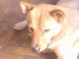 Kadu