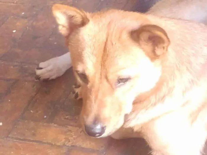 Cachorro ra a Akita Inu idade 2 anos nome Kadu