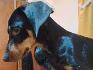 Cachorro raça Basset-Cofap idade 2 anos nome Dante