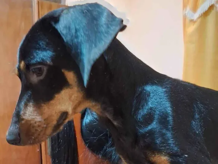 Cachorro ra a Basset-Cofap idade 2 anos nome Dante