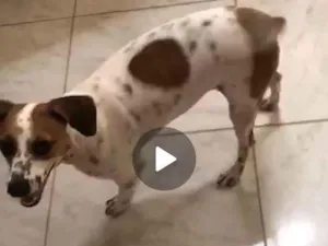 Cachorro raça SRD-ViraLata idade 1 ano nome Lady