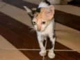 Fofoca