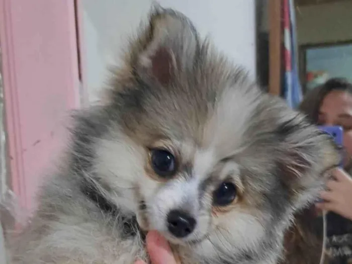 Cachorro ra a spitz idade 2 a 6 meses nome piter