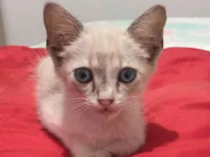 Gato raça Normal idade Abaixo de 2 meses nome Filhote/Sem nome