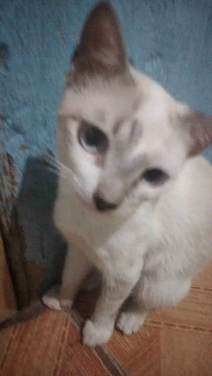 Gato ra a Cialata idade 2 a 6 meses nome Gohan