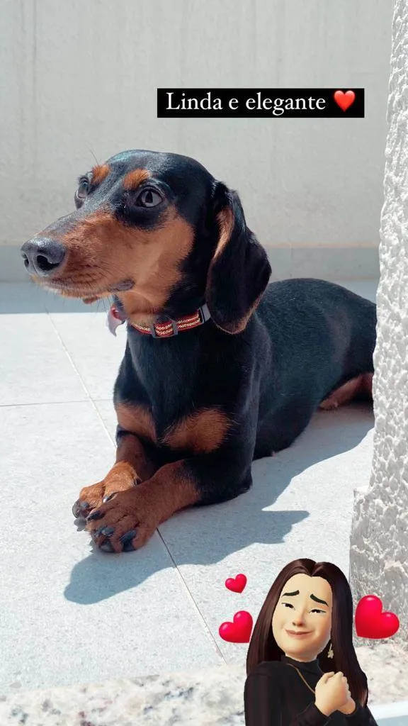 Cachorro ra a Dachshund idade 1 ano nome Pituca