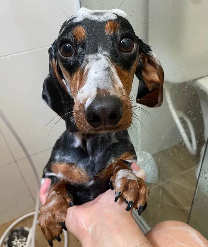 Cachorro ra a Dachshund idade 1 ano nome Pituca