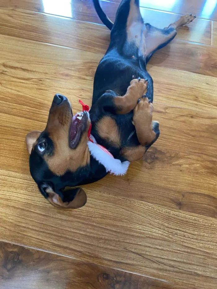 Cachorro ra a Dachshund idade 1 ano nome Pituca