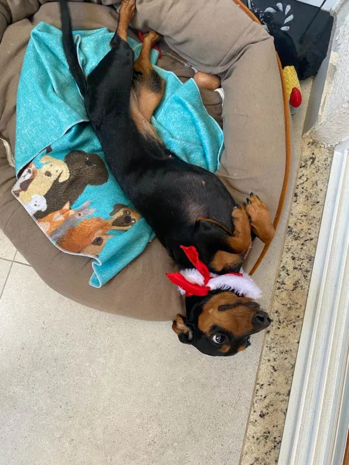 Cachorro ra a Dachshund idade 1 ano nome Pituca