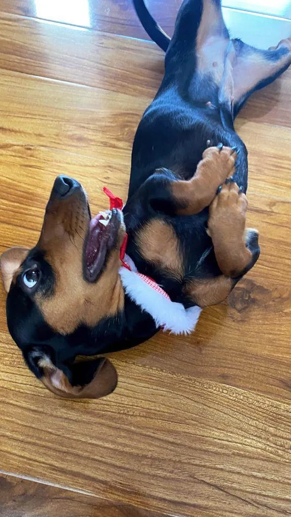 Cachorro ra a Dachshund idade 1 ano nome Pituca
