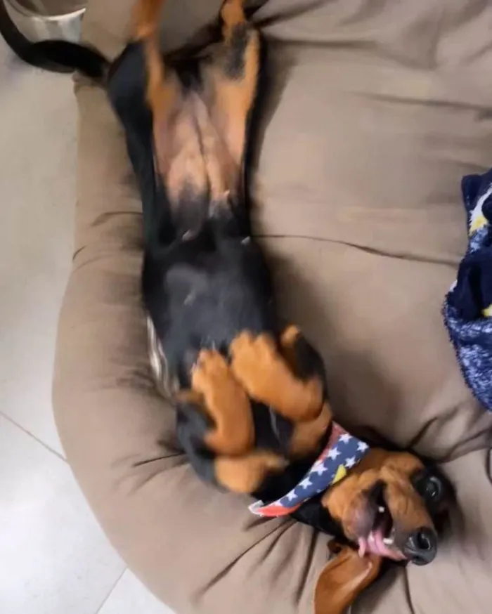 Cachorro ra a Dachshund idade 1 ano nome Pituca