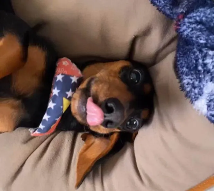 Cachorro ra a Dachshund idade 1 ano nome Pituca