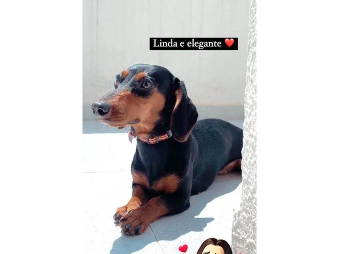 Cachorro ra a Dachshund idade 1 ano nome Pituca