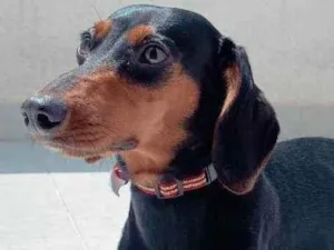 Cachorro raça Dachshund idade 1 ano nome Pituca