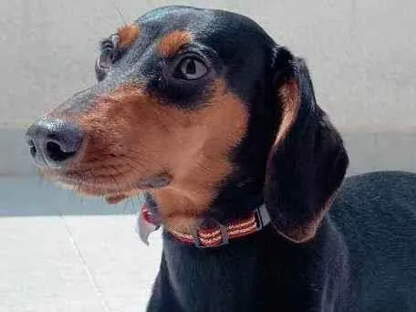 Cachorro ra a Dachshund idade 1 ano nome Pituca