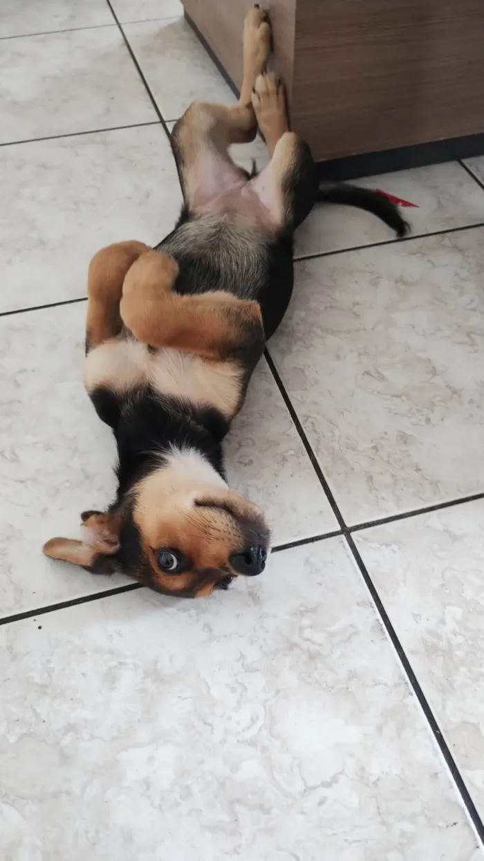 Cachorro ra a SRD-ViraLata idade 2 a 6 meses nome Robin