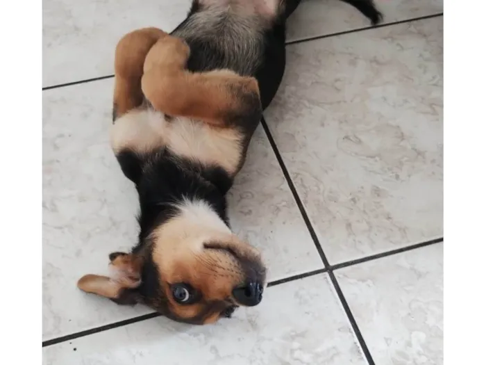 Cachorro ra a SRD-ViraLata idade 2 a 6 meses nome Robin