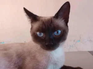 Gato raça SRD-ViraLata idade 1 ano nome Adelaide 