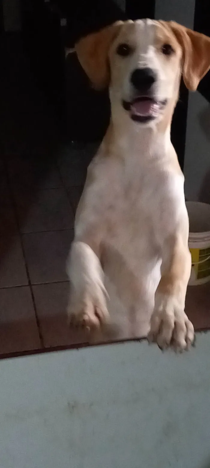 Cachorro ra a SRD-ViraLata idade 7 a 11 meses nome Branquinho 