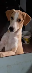 Branquinha 