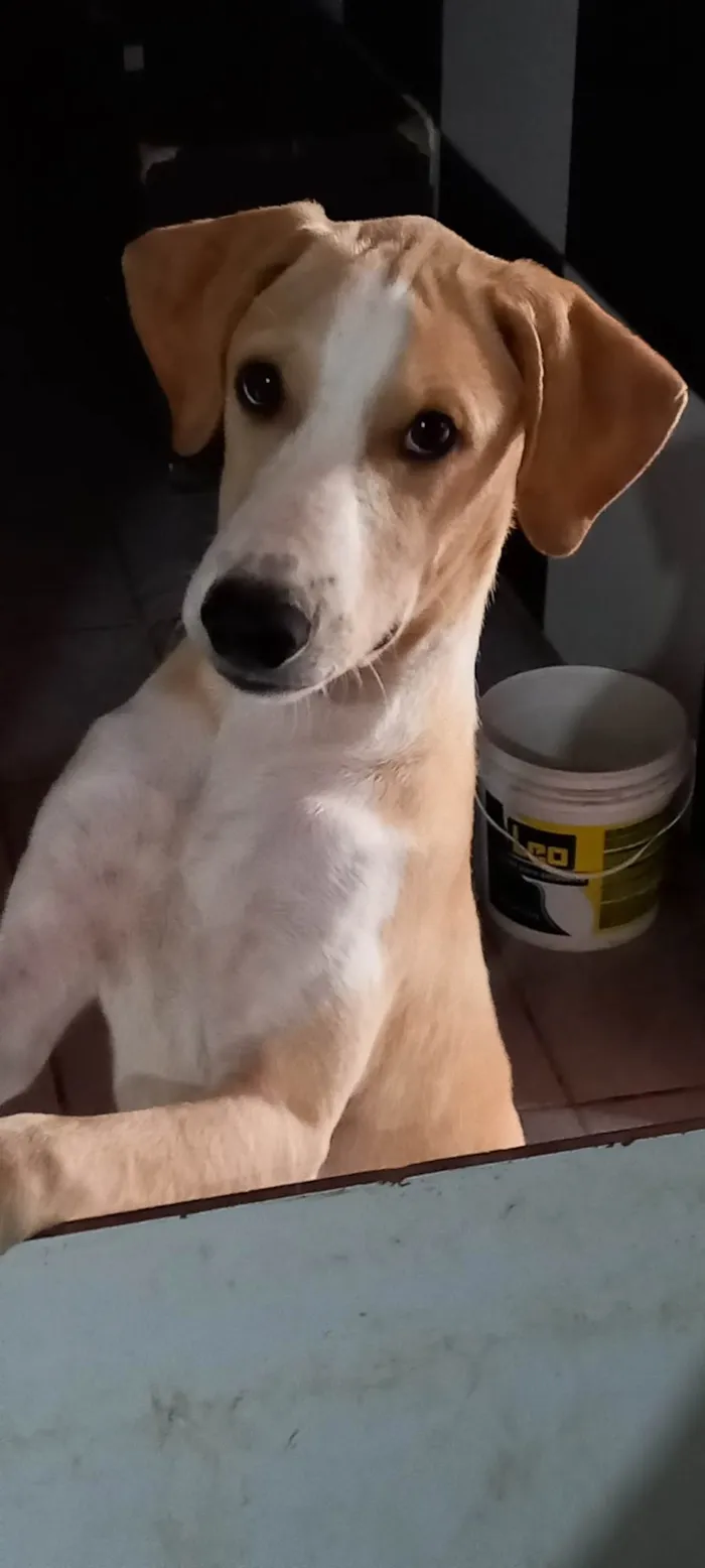 Cachorro ra a SRD-ViraLata idade 7 a 11 meses nome Branquinha 