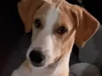 Branquinha 
