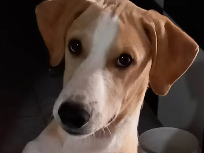 Cachorro ra a SRD-ViraLata idade 7 a 11 meses nome Branquinha 