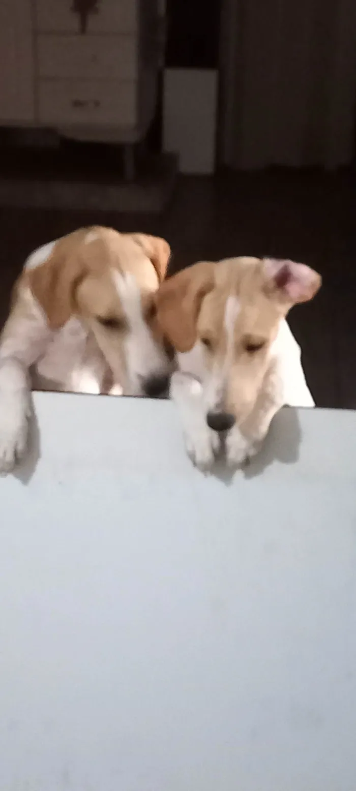 Cachorro ra a SRD-ViraLata idade 7 a 11 meses nome Branquinha 