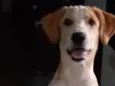 Branquinho 
