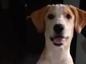 Cachorro raça SRD-ViraLata idade 7 a 11 meses nome Branquinho 