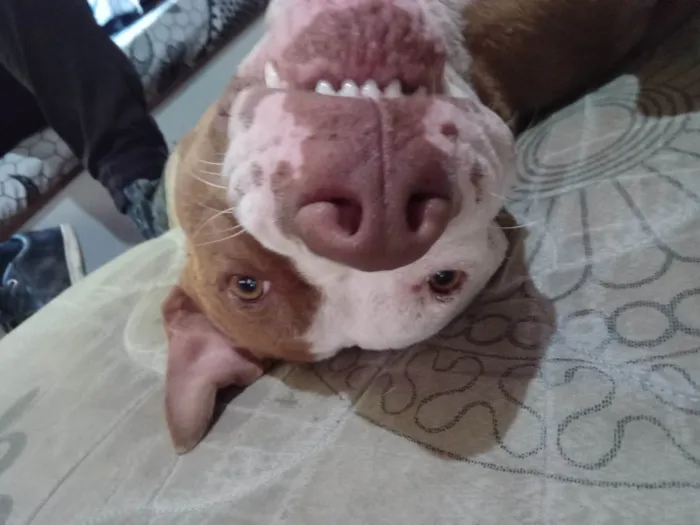 Cachorro ra a Pit-Bull idade 2 a 6 meses nome Athena