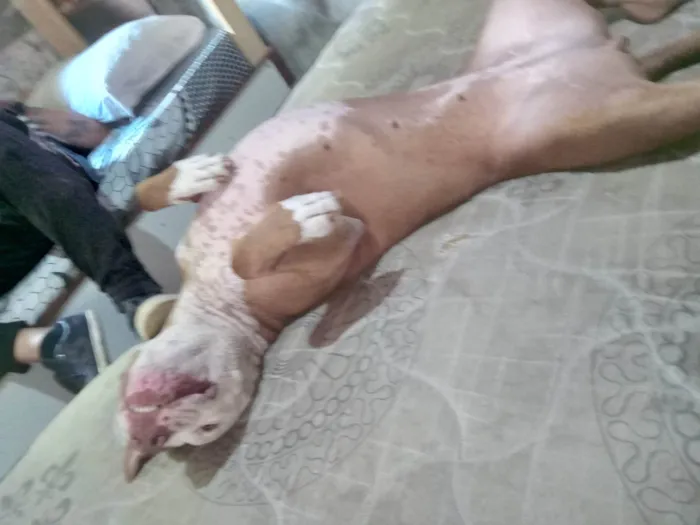 Cachorro ra a Pit-Bull idade 2 a 6 meses nome Athena