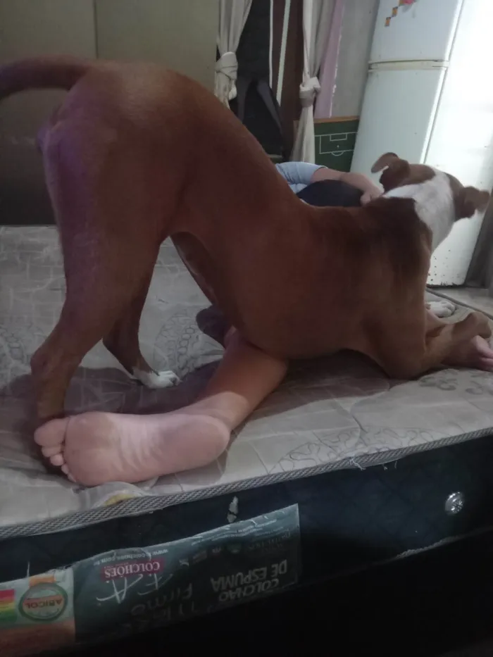 Cachorro ra a Pit-Bull idade 2 a 6 meses nome Athena