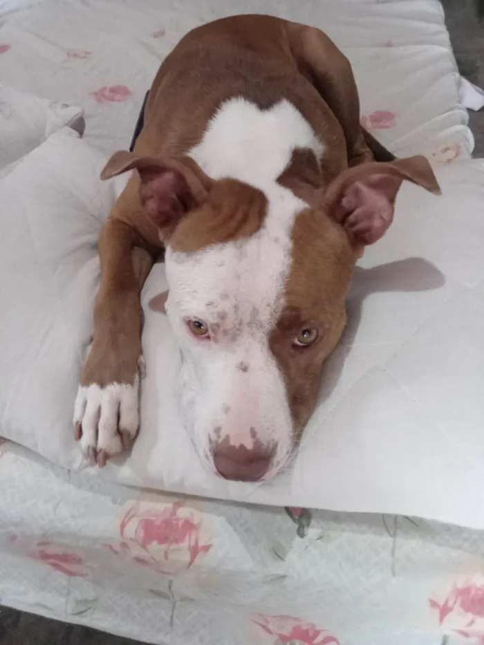 Cachorro ra a Pit-Bull idade 2 a 6 meses nome Athena