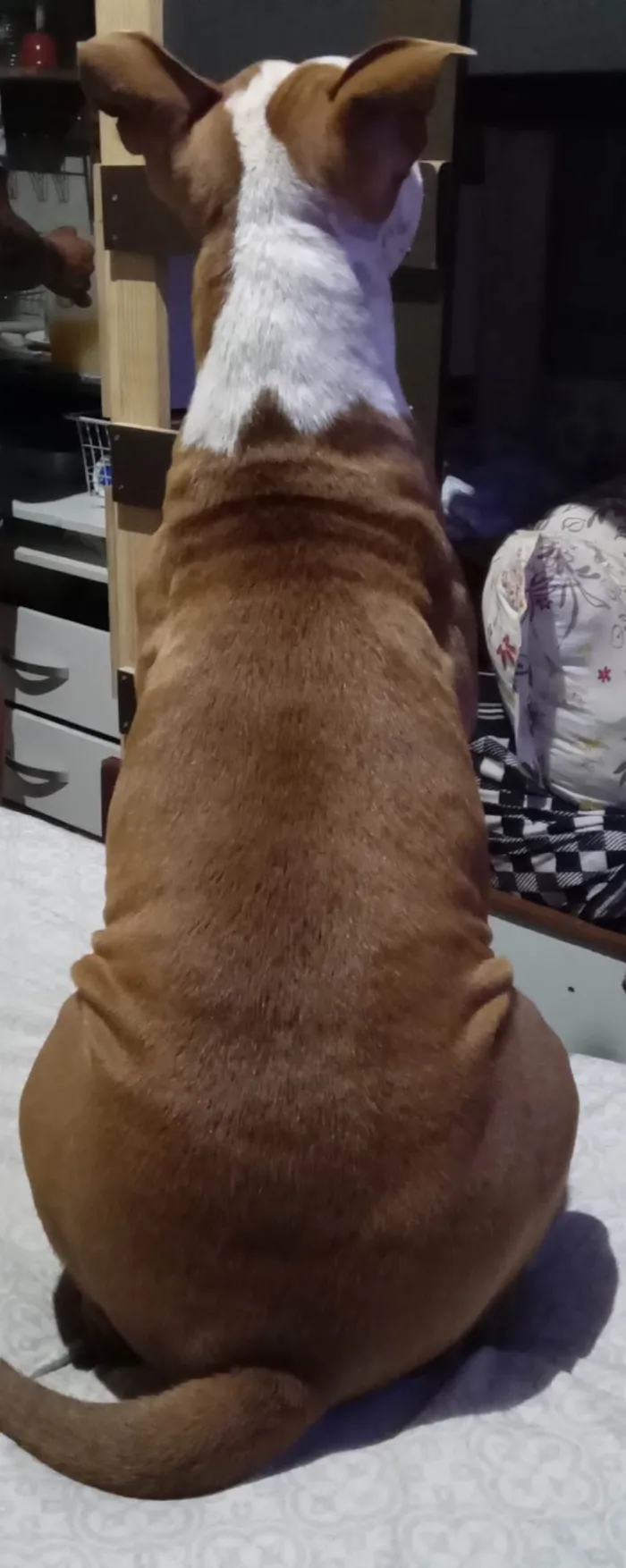 Cachorro ra a Pit-Bull idade 2 a 6 meses nome Athena