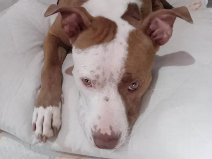 Cachorro ra a Pit-Bull idade 2 a 6 meses nome Athena